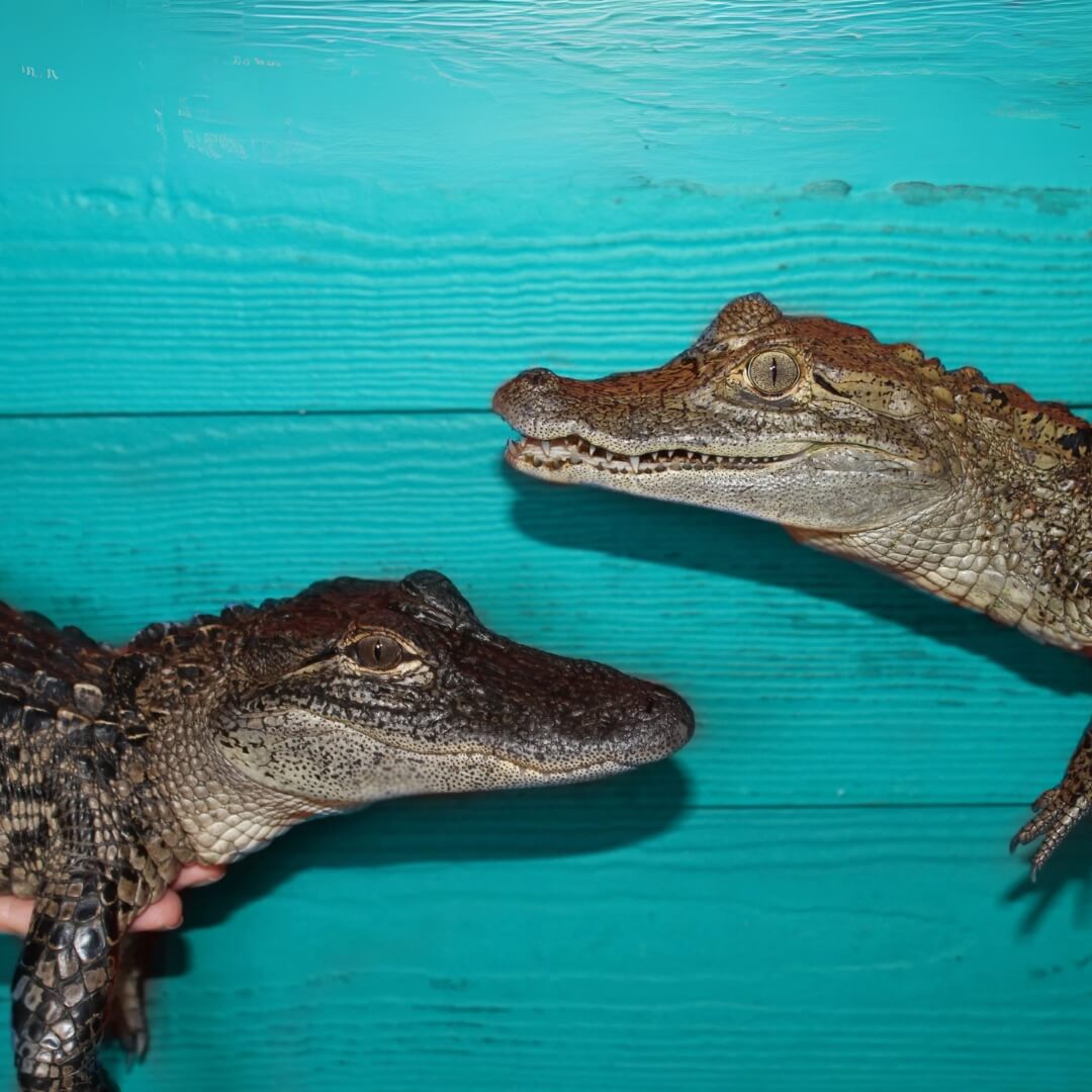 1 A young alligator and a caiman facing each other against a bright turquoise wooden background, with hands holding them for support.