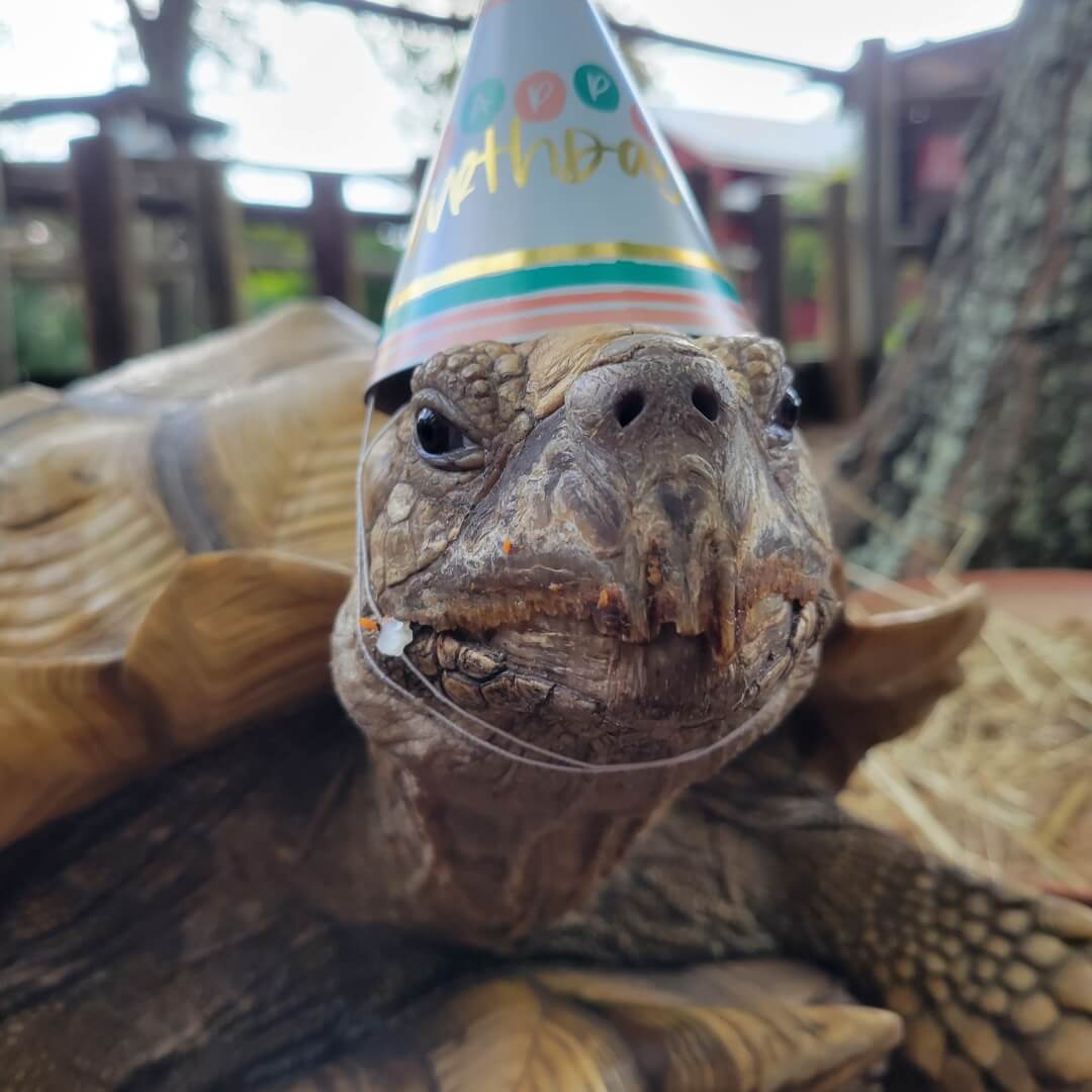 2 A close-up of a tortoise wearing a birthday hat