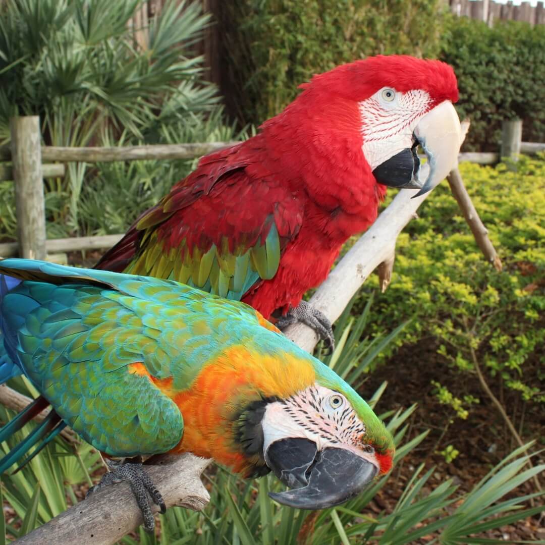 2 A red macaw and a colorful blue-and-yellow macaw perched on a branch