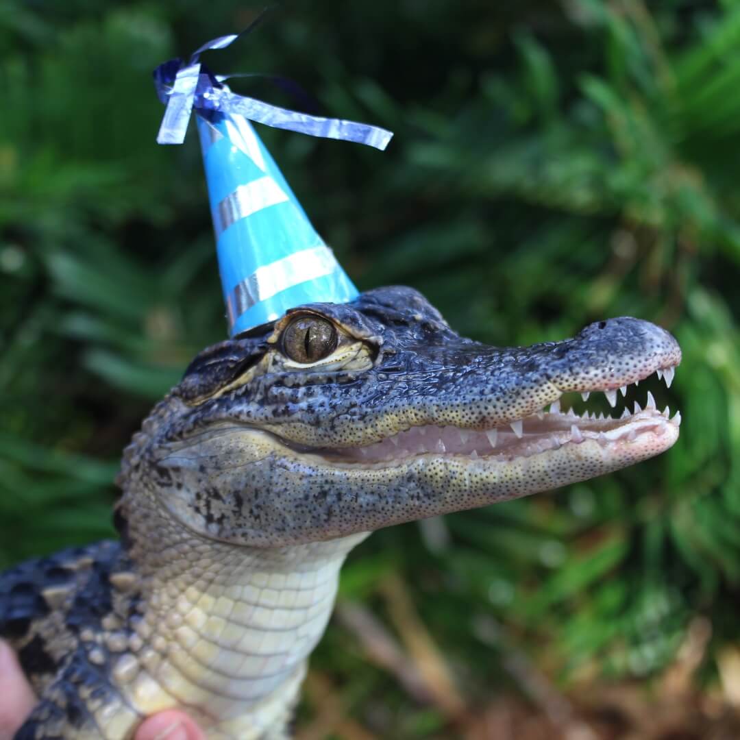 3 A young alligator wearing a blue party hat