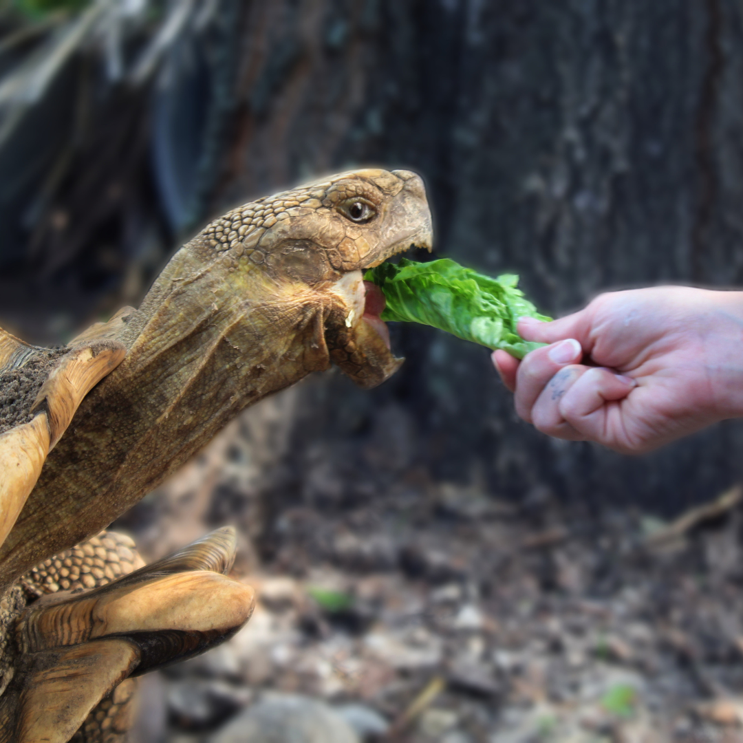 3 A tortoise being hand-fed a piece of lettuce, with its mouth wide open to take a bite.