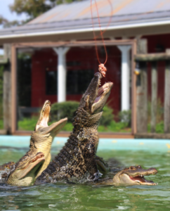 feeding jump Alligator feeding show